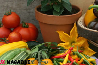 Why Growing Vegetables from Seed Fits Modern Slow Living